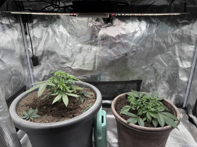 Second indoor Grow. Week 2 - Left: Cherry Poppers 🍒
 Right: White Runtz 🍑