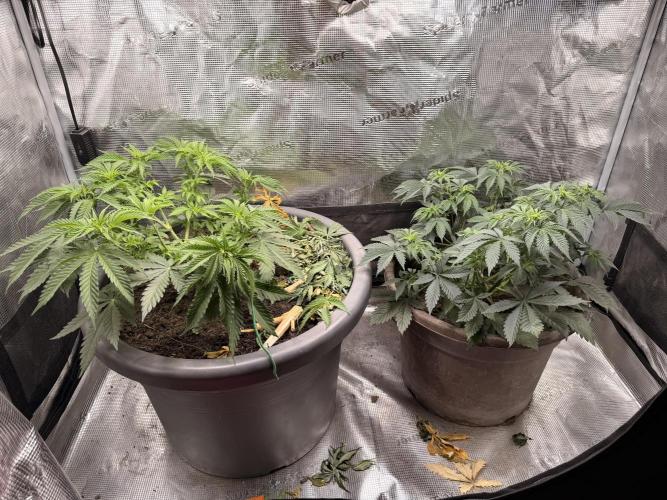 Second indoor Grow. Week 4
