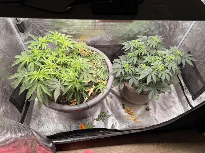 Second indoor Grow. Week 4 - Left Cherry Poppers 🍒
 Right White Runtz 🍑