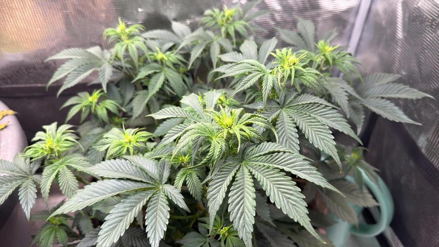 Second indoor Grow. Week 5 - White Runtz 🍑