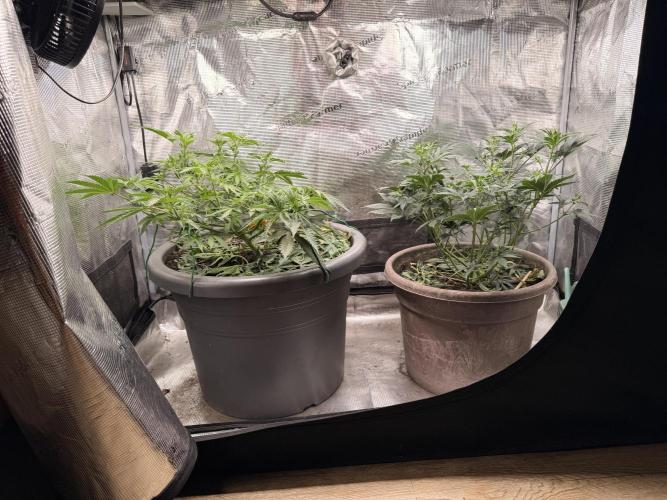 Second indoor Grow. Week 5