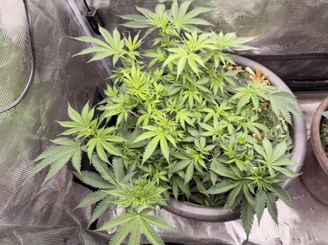 Second indoor Grow. Week 5 - Cherry poppers 🍒
