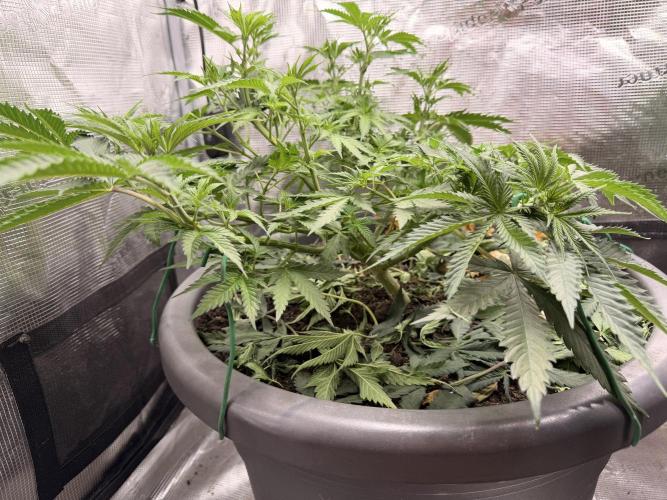 Second indoor Grow. Week 5 - Cherry poppers 🍒