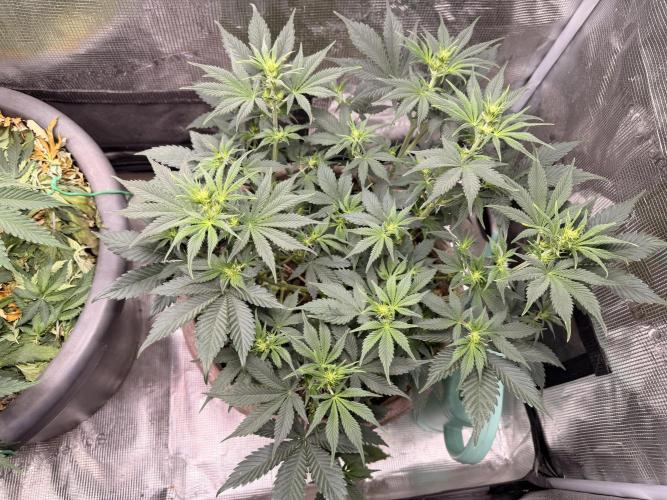 Second indoor Grow. Week 5 - White Runtz 🍑