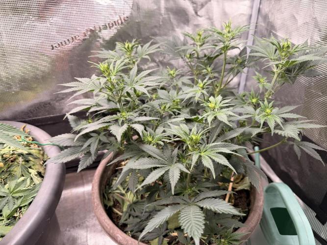 Second indoor Grow. Week 5 - White Runtz 