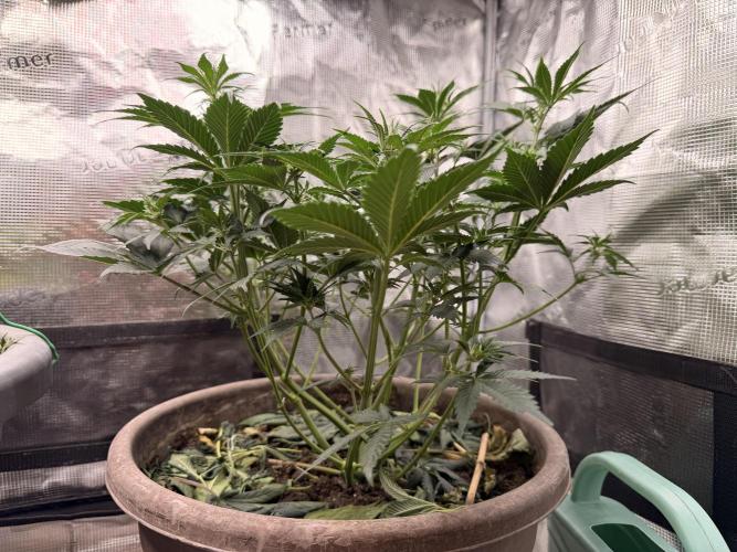 Second indoor Grow. Week 5 - White Runtz 