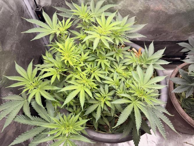 Second indoor Grow. Week 6 - Cherry poppers cherry 🍒