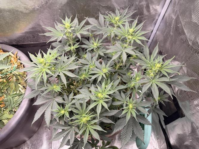 Second indoor Grow. Week 6 - White Runtz 🍑