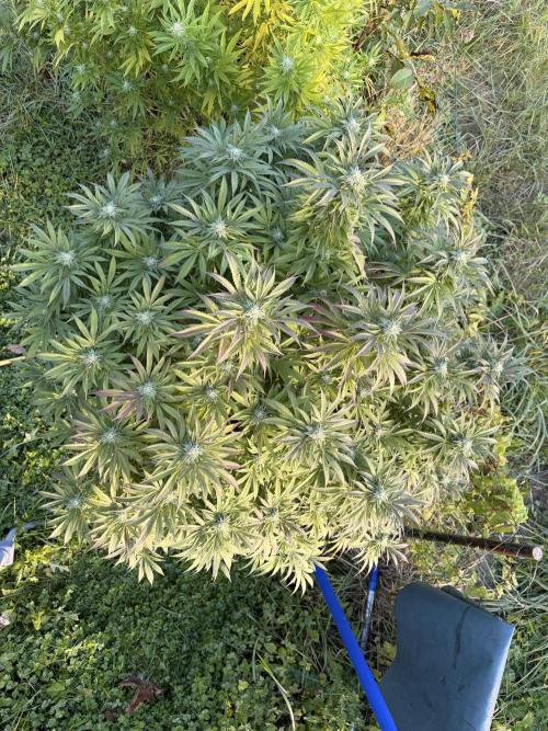 Garden Grow 2026 Go big or go home. Week 14 - Gary Sherbet 