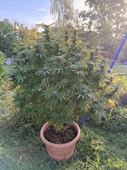 Garden Grow 2026 Go big or go home. Week 14 - Gary Sherbet 