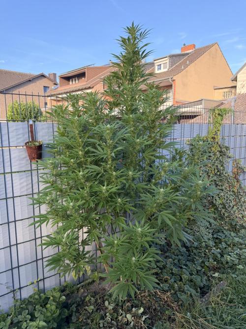 Garden Grow 2026 Go big or go home. Week 14 - Pre-alleged Wedding Cheesecake now alleged 
Orange Sherbet 