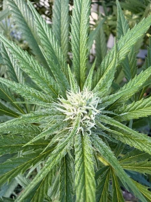 Garden Grow 2026 Go big or go home. Week 14 - Pre-alleged Wedding Cheesecake now alleged 
Orange Sherbet 