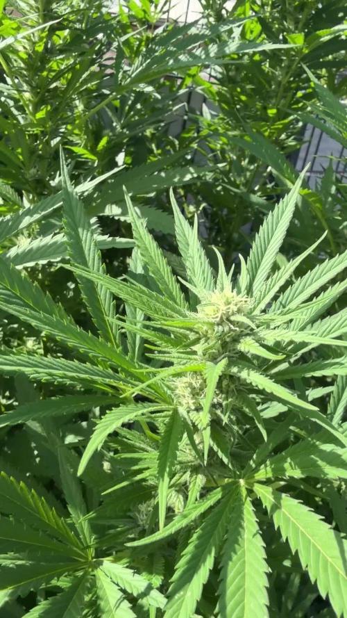 Garden Grow 2026 Go big or go home