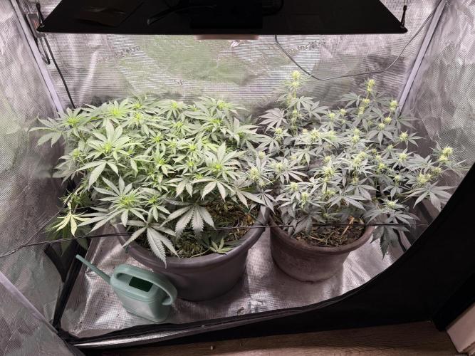 Second indoor Grow. Week 7 - Left Cherry Poppers
Right White Runtz
