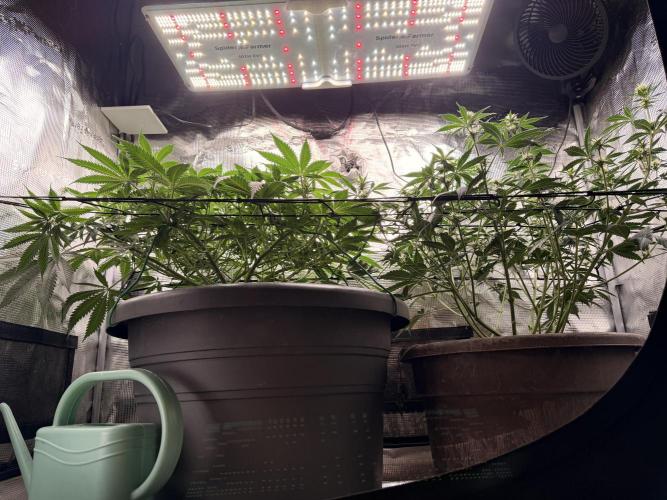 Second indoor Grow. Week 7 - Left Cherry Poppers
Right White Runtz
