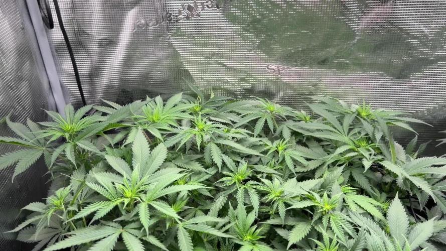 Second indoor Grow