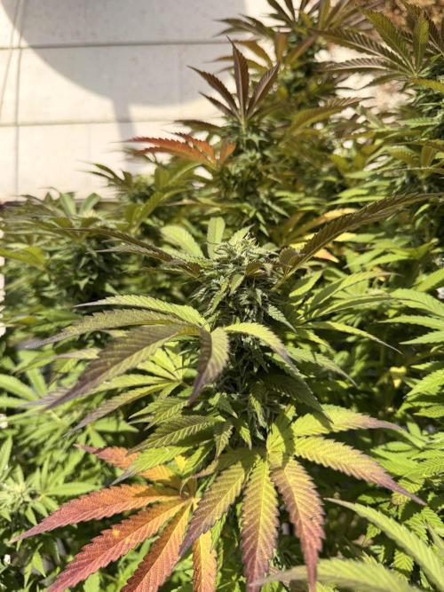 Garden Grow 2026 Go big or go home. Week 15 - Gary Sherbet