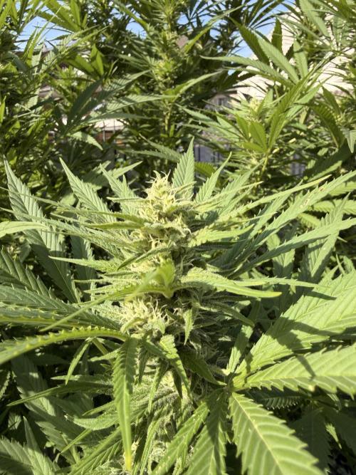 Garden Grow 2026 Go big or go home. Week 15 - Alleged Orange Sherbet FF