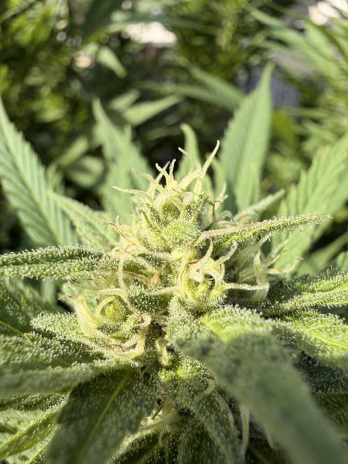 Garden Grow 2026 Go big or go home. Week 15 - Alleged Orange Sherbet FF