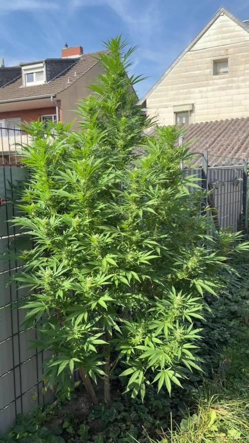 Garden Grow 2026 Go big or go home