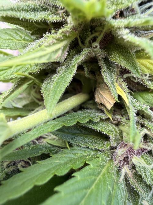 Garden Grow 2026 Go big or go home. Week 16 - Grund der Ernte 
Reason to Harvest