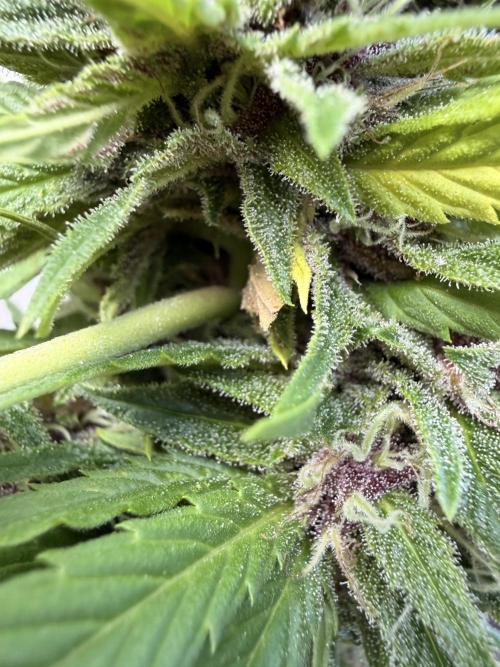 Garden Grow 2026 Go big or go home. Week 16 - Grund der Ernte 
Reason to Harvest 