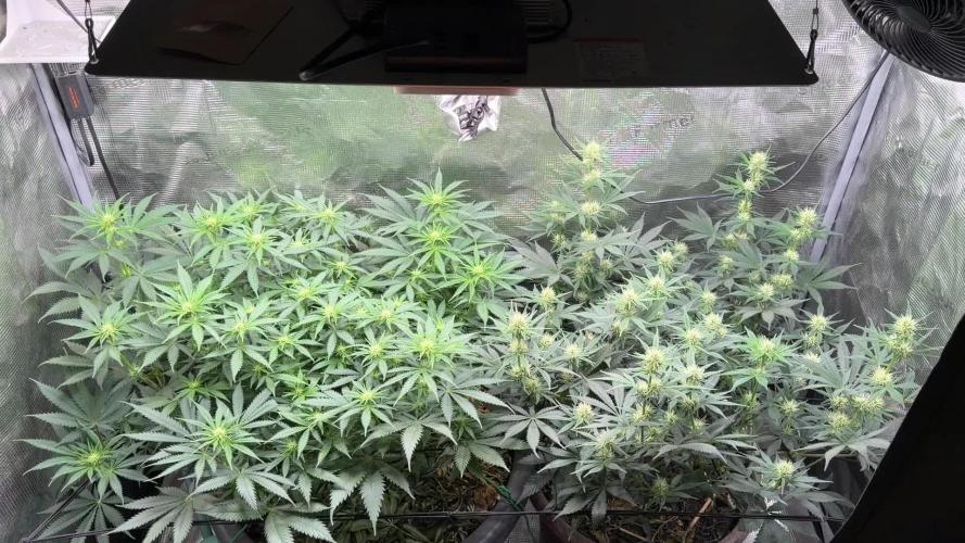 Second indoor Grow