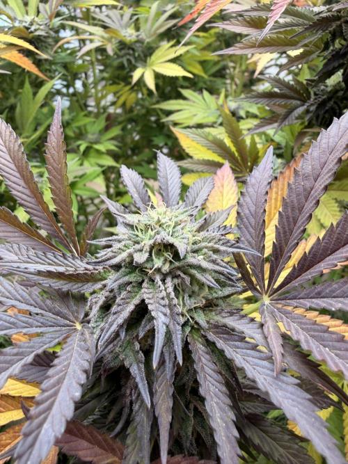 Garden Grow 2026 Go big or go home. Week 17 - Gary Sherbet