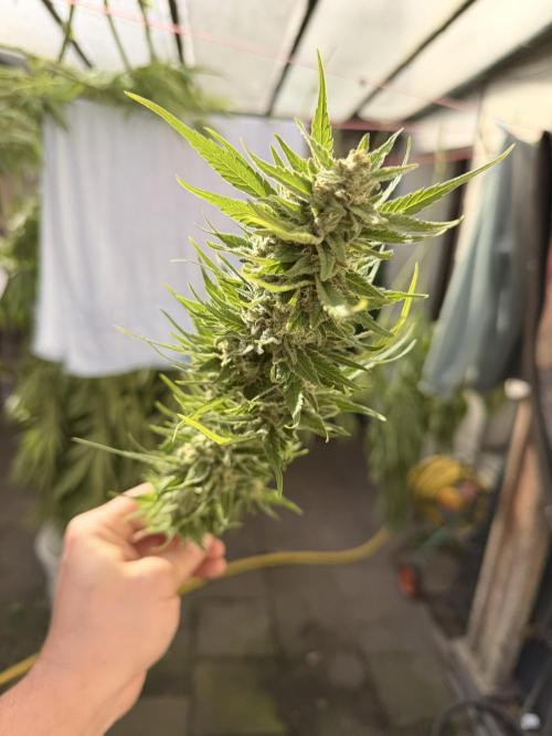 Garden Grow 2026 Go big or go home. Week 19