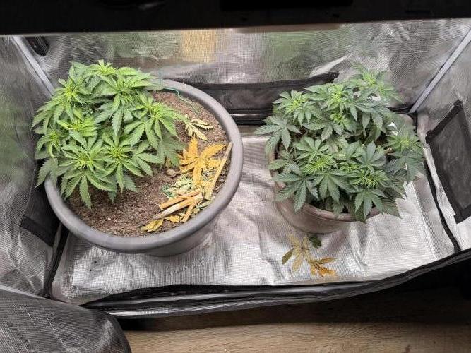 Second indoor Grow. Week 3