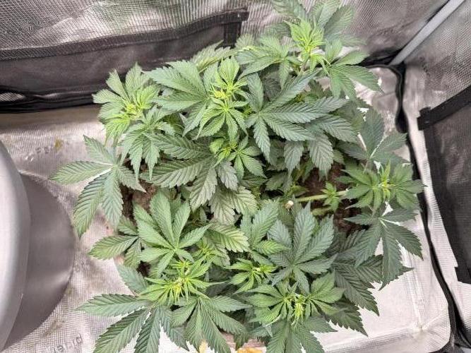 Second indoor Grow. Week 3 - White Runtz 🍑