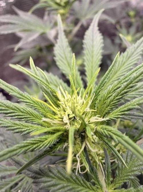 Second indoor Grow. Week 6 - White Runtz 🍑