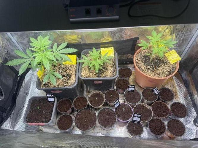 First Grow in a tent EVARR. Week 4 - You can see the girls in the back are doing wellYou can see the girls in the back are doing well