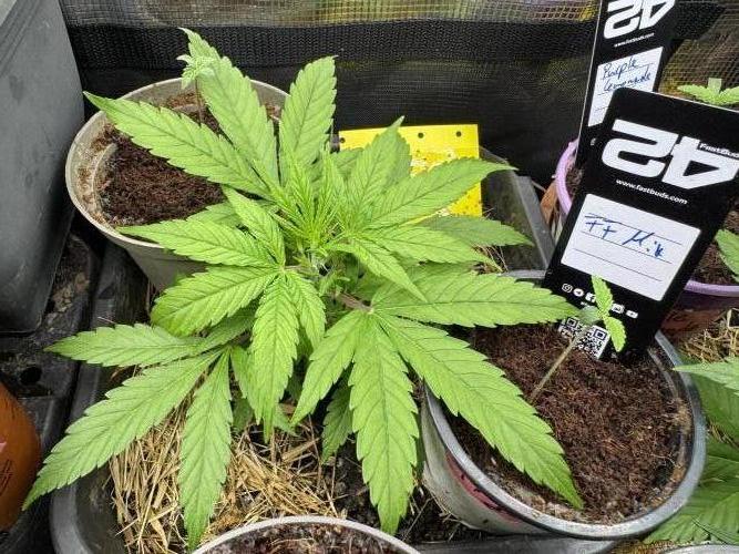 First Grow in a tent EVARR. Week 4