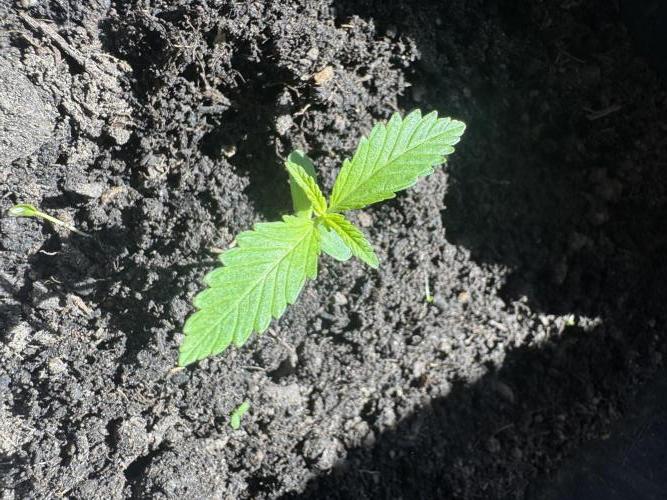 First Grow in a tent EVARR. Week 1 - Either it’ s the Goat’lato  or Orion 