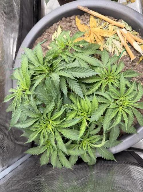 Second indoor Grow. Week 3 - Cherry Poppers 🍒