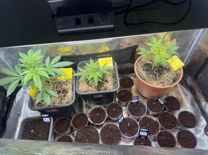 First Grow in a tent EVARR. Week 4 - Due to outside weather conditions, my wife and I started almost everything  like paprika inside￼