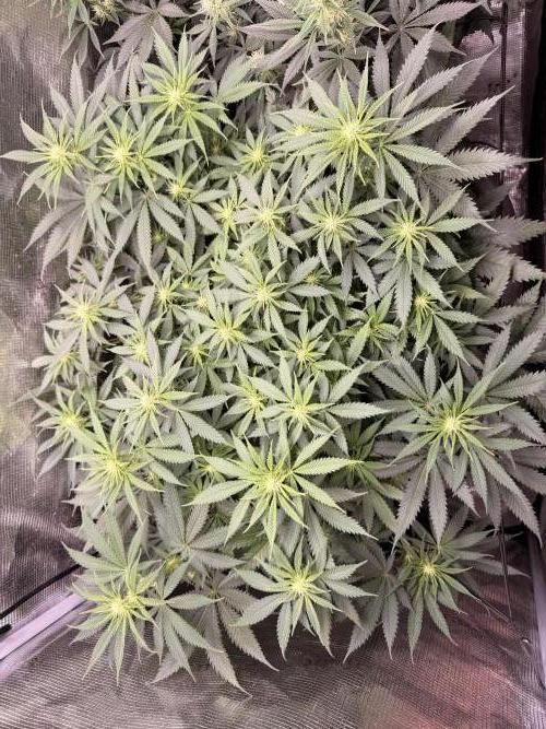 Second indoor Grow. Week 8 - Cherry Poppers 