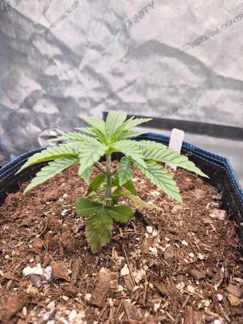 Panda. Week 3