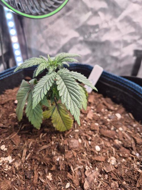 Panda. Week 3