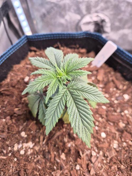 Panda. Week 3