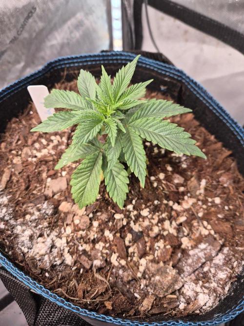Panda. Week 3