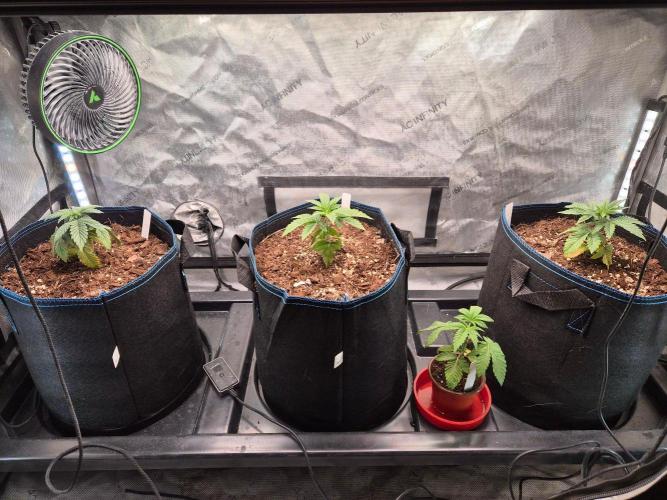 Panda. Week 3