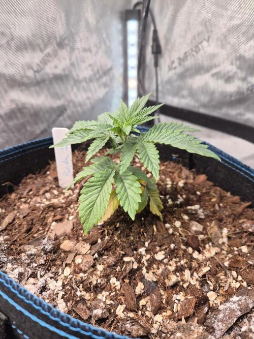 Panda. Week 3