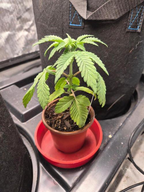 Pandalorian. Week 5 - replacement plant 3 that got transplanted