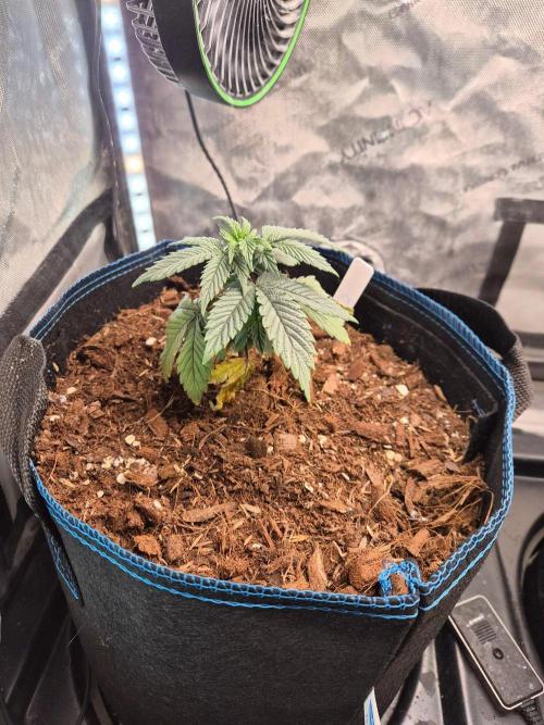 Pandalorian. Week 5 - plant 2 that got replaced