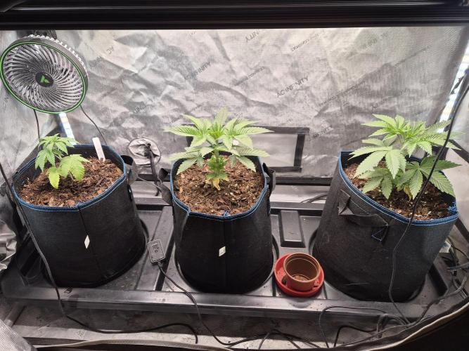 Pandalorian. Week 5 - after transplant 