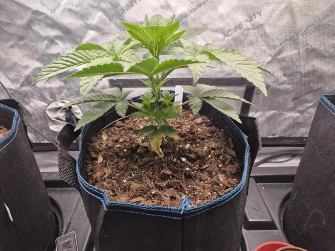 Pandalorian. Week 5 - plant 4