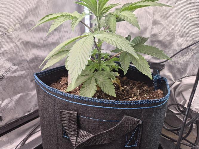 Pandalorian. Week 5 - plant 1