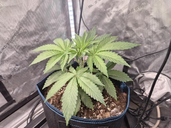 Pandalorian. Week 5 - plant 1